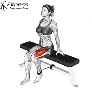 The Quadriceps Muscle Group: A Deep Dive Into Quadriceps Anatomy 14 Seated Banded Leg Extension