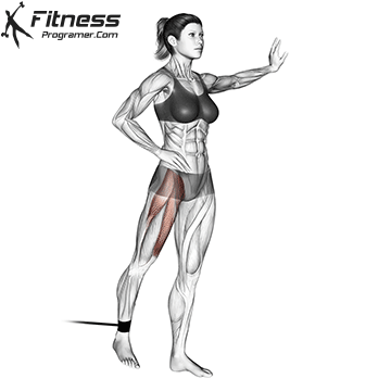 The Quadriceps Muscle Group: A Deep Dive Into Quadriceps Anatomy 16 Standing straight leg raise