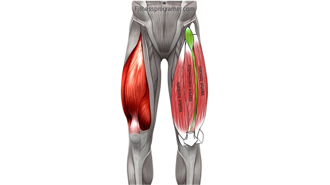 The Quadriceps Muscle Group: A Deep Dive Into Quadriceps Anatomy 13 Tensor Vastus Intermedius quads