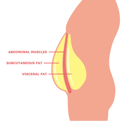 Depiction of Belly Fat | How to Get More Vascular