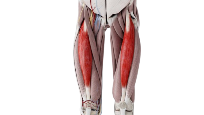 The Quadriceps Muscle Group: A Deep Dive Into Quadriceps Anatomy 9 rectus femoris 1