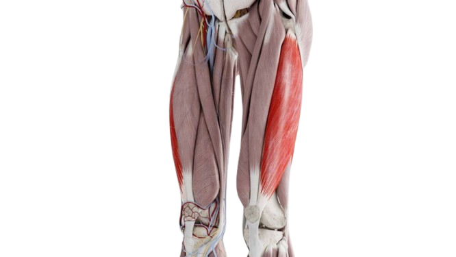 The Quadriceps Muscle Group: A Deep Dive Into Quadriceps Anatomy 11 vastus lateralis 3
