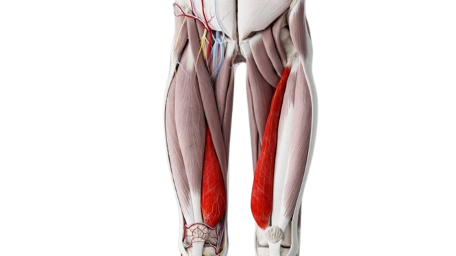 The Quadriceps Muscle Group: A Deep Dive Into Quadriceps Anatomy 12 vastus medialis 4